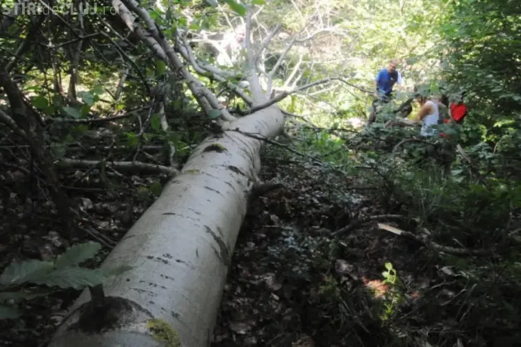 Tragedie la Cluj! ”Curăța” pădurea și a căzut un fag peste el. Un tânăr de 18 ani a murit strivit
