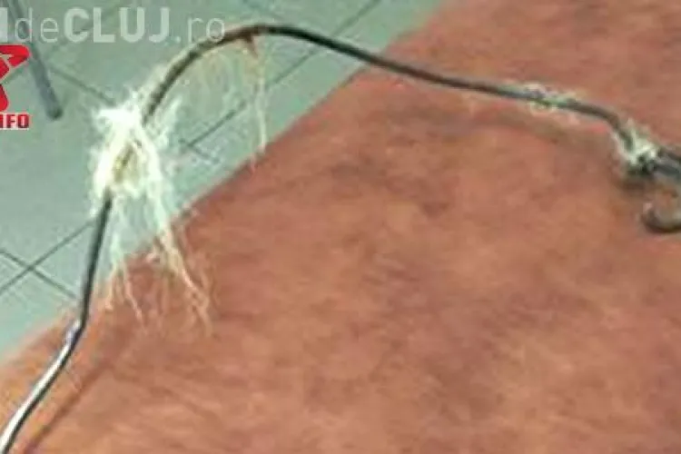 Cățelușă chinuită de un hoț nemilos la Cluj. A vrut să o sugrume cu sârma FOTO