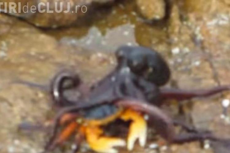 Scenă incredibilă din natură. Luptă între un crab și o caracatiță - VIDEO