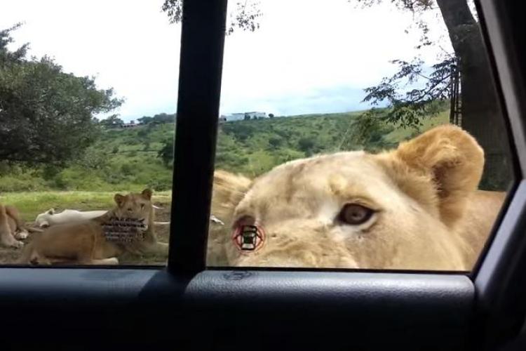 Leul i-a deschis ușa mașinii! I-a înghețat INIMA - FUNNY VIDEOS