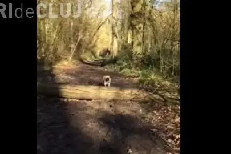 Momentul amuzant în care un cățelul încearcă să sară peste un buștean și eșuează complet - FUNNY VIDEOS