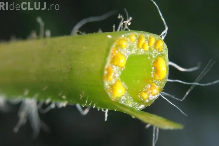 Rostopasca este o plantă-minune. Tratează CANCERUL, infecțiile virale și alte 150 de boli