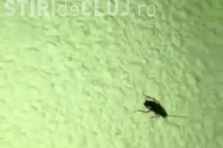 Cât de repede a făcut dezinsecție UTCN căminul de studenți din Mărăști