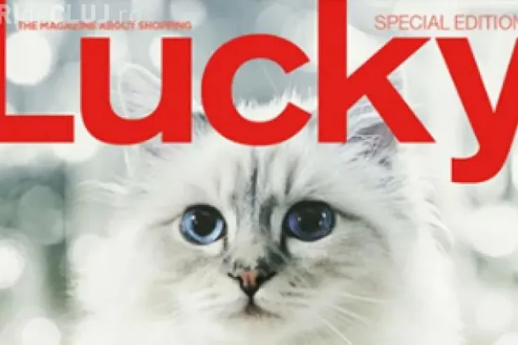 Pisicuța Choupette a câștigat anul trecut 3 milioane de euro