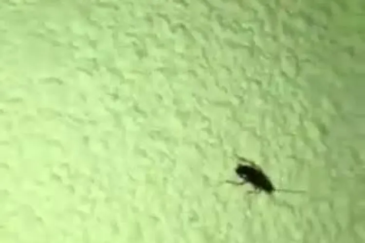 Invazie de GÂNDACI în căminul UTCN din Mărăști: Îi găsim și în mâncare - VIDEO