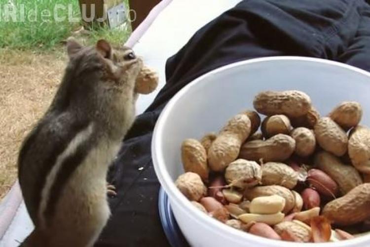 Veverițele sălbatice își fac curaj și se cațără pe el pentru a primi alune - VIDEO