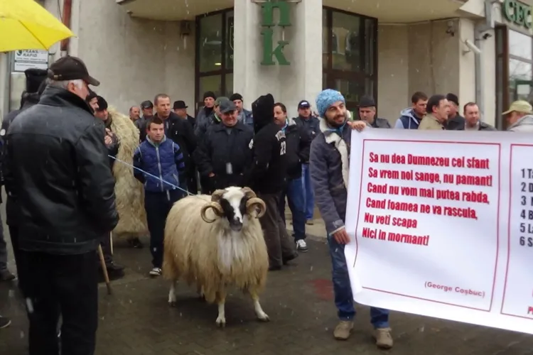Fermierii clujeni protestează în fața Prefecturii. Vedeta manifestării a fost berbecul Daniel FOTO VIDEO