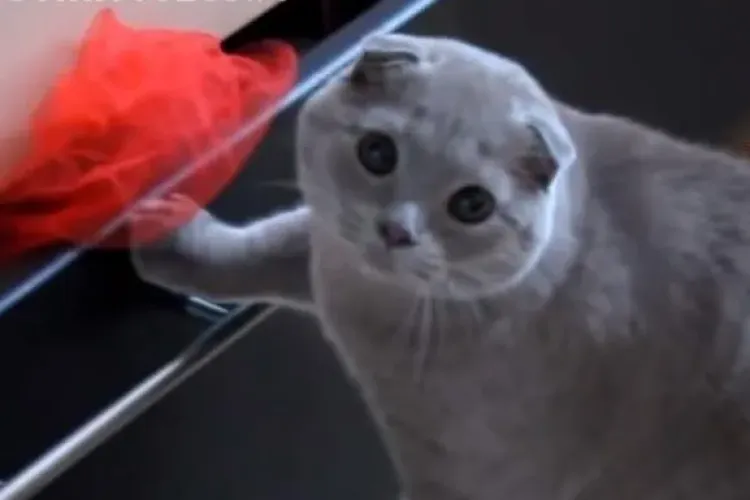 Pisicile fac tot felul de boroboațe prin casă. Când sunt prinse fac aceste fețe drăgălașe - VIDEO