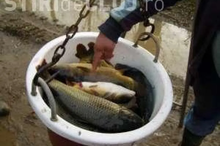 Un clujean s-a ales cu dosar penal pentru că încerca să vândă pește pe stradă