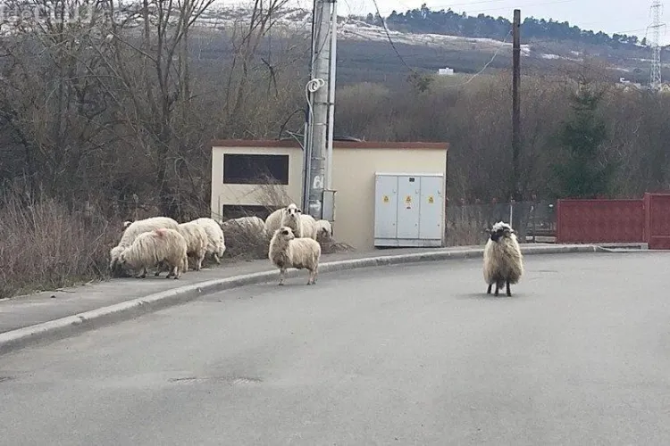 Turmă de oi, pe stradă, la Cluj-Napoca FOTO
