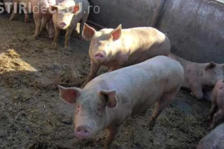 Moarte TERIBILĂ pentru un clujean. L-au mâncat porcii 