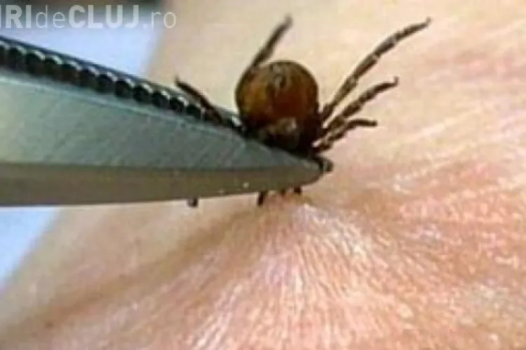 Mușcături de căpușă la Cluj. CITEȘTE recomandările medicilor