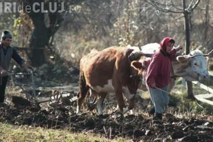 Țăranii care au peste 100 de găini sau cultivă peste 2 hectare de teren trebuie să plătească IMPOZIT