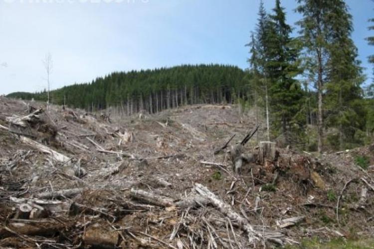 Guvernul Ponta vrea să interzică exportul de lemn
