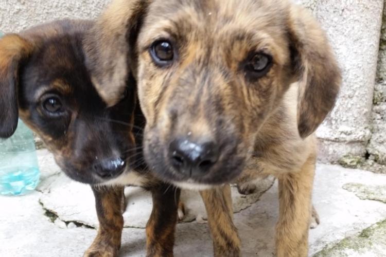 Adoptă un câine! Știri de Cluj a găsit doi pui de câine și le caută stăpân - FOTO