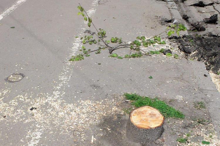 Copacii de pe strada Horea au fost tăiați fără explicații - FOTO