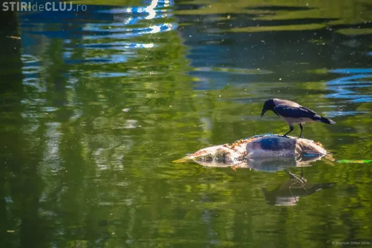 Wild Life pe Someș la Cluj! Scene demne de Africa - VIDEO
