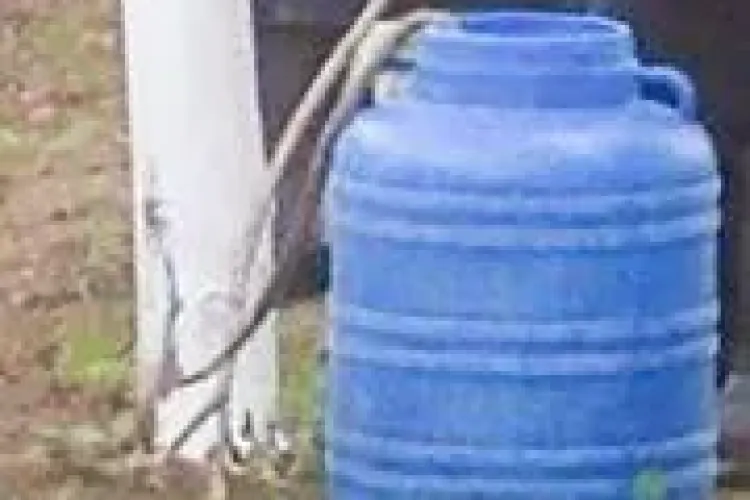 O viperă a fost capturată într-un parc din Cluj-Napoca - VIDEO