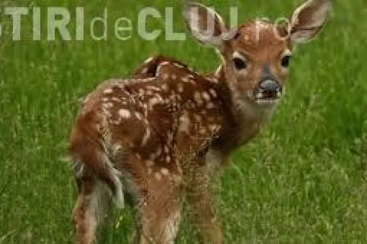 Pui de căprior, în valoare de 2.500 euro, salvat din mâinile braconierilor clujeni