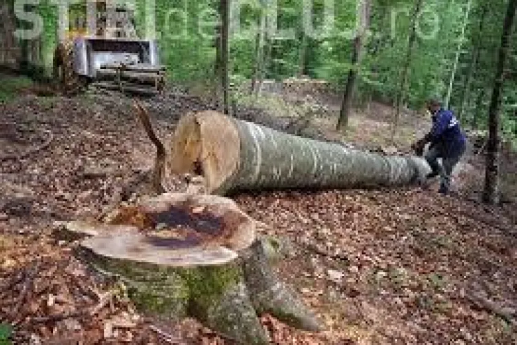 Razie în pădurile din Someșul Rece. Se caută lemnul furat în ultimele zile