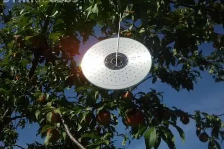 Leagă un CD în fața geamului deschis, vara, și scapi de probleme! Ce efect are această tehnică